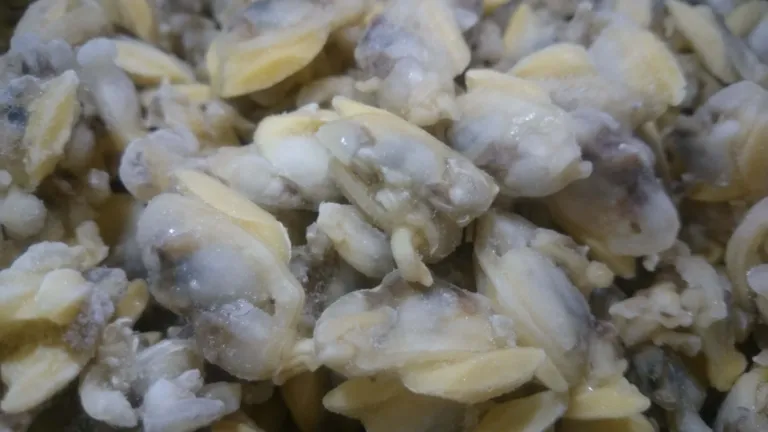 Cooked Yellow Clam Meat