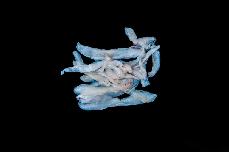 Cuttlefish Wings