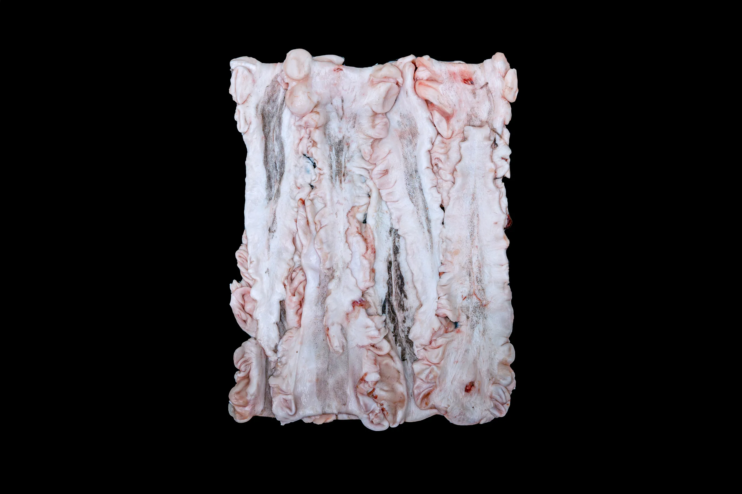 Fish Maw