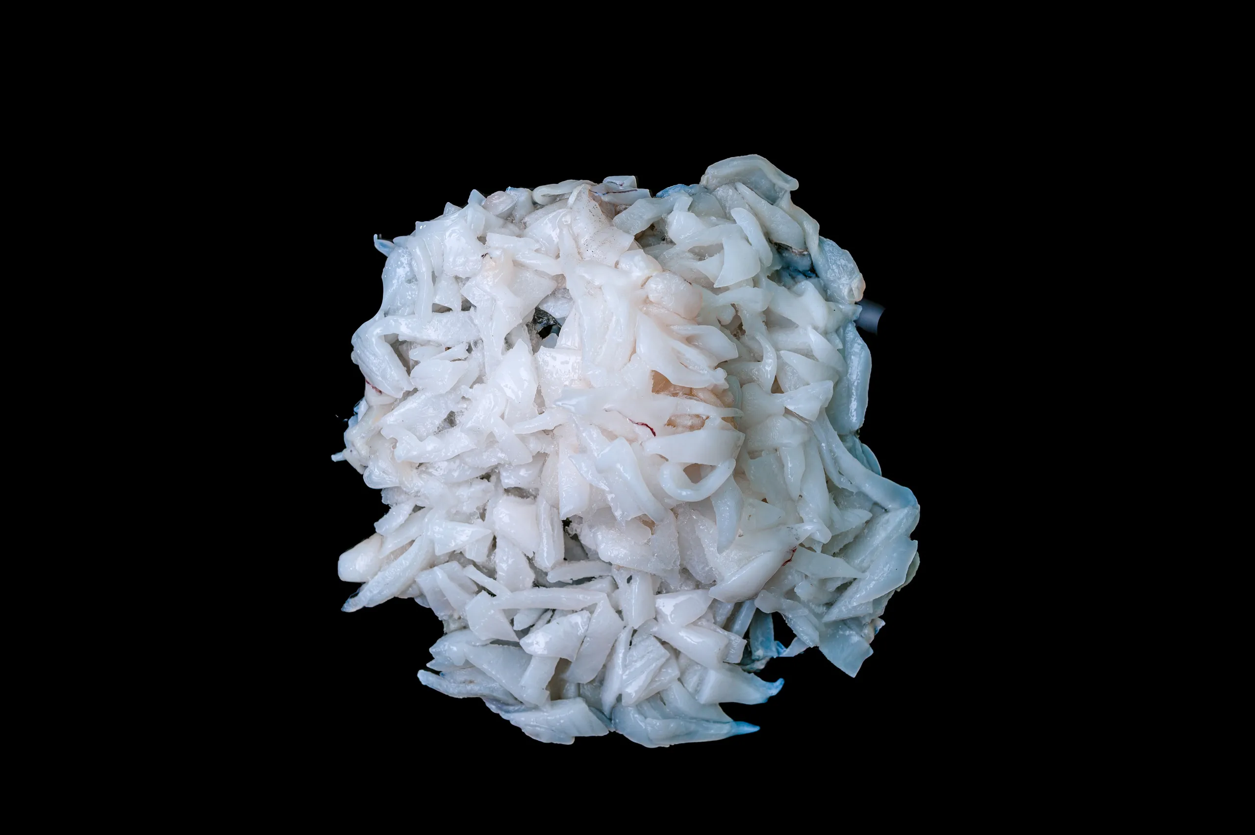 By – Products Of Squid