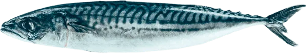 What We Do - - Minh Dang Seafood | Trusted Seafood Exporter From Viet Nam