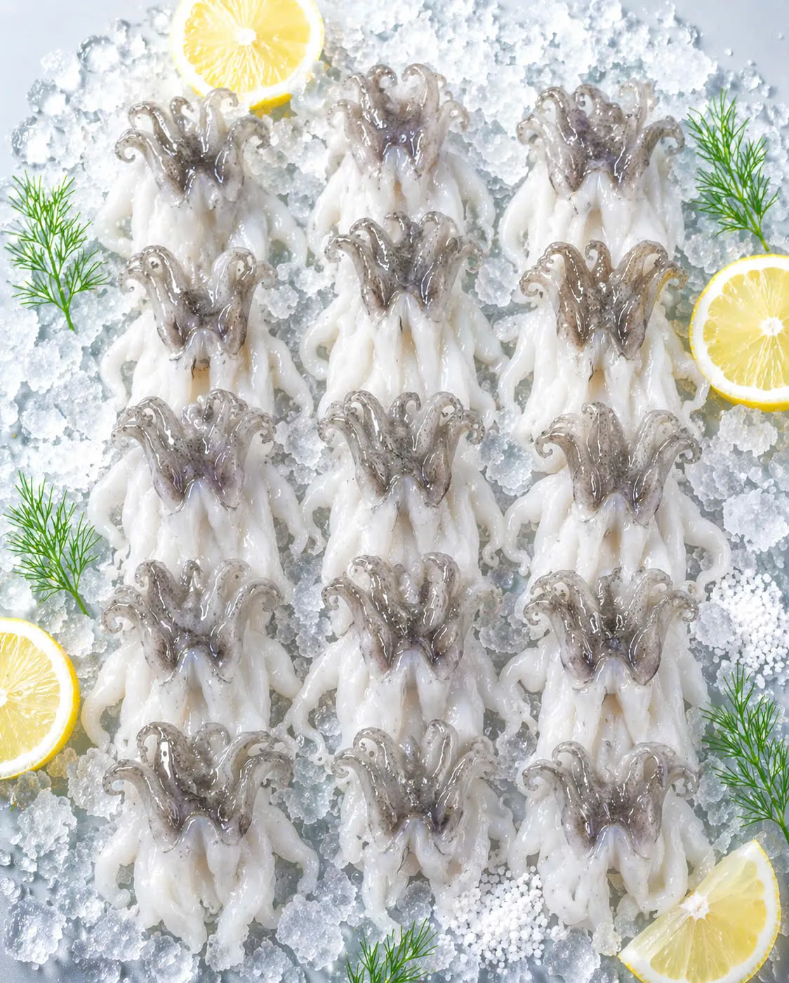 Cuttlefish Tentacles