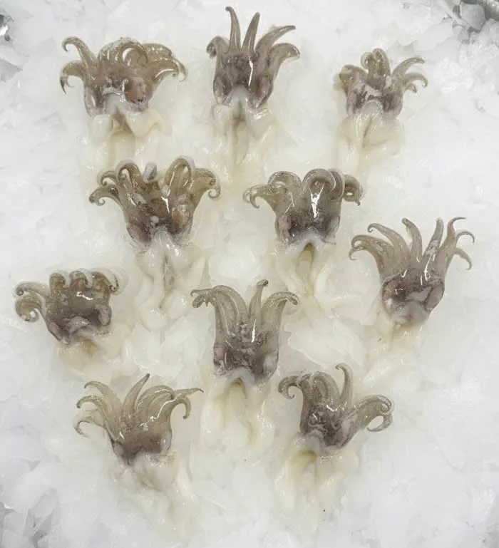 Cuttlefish Tentacles