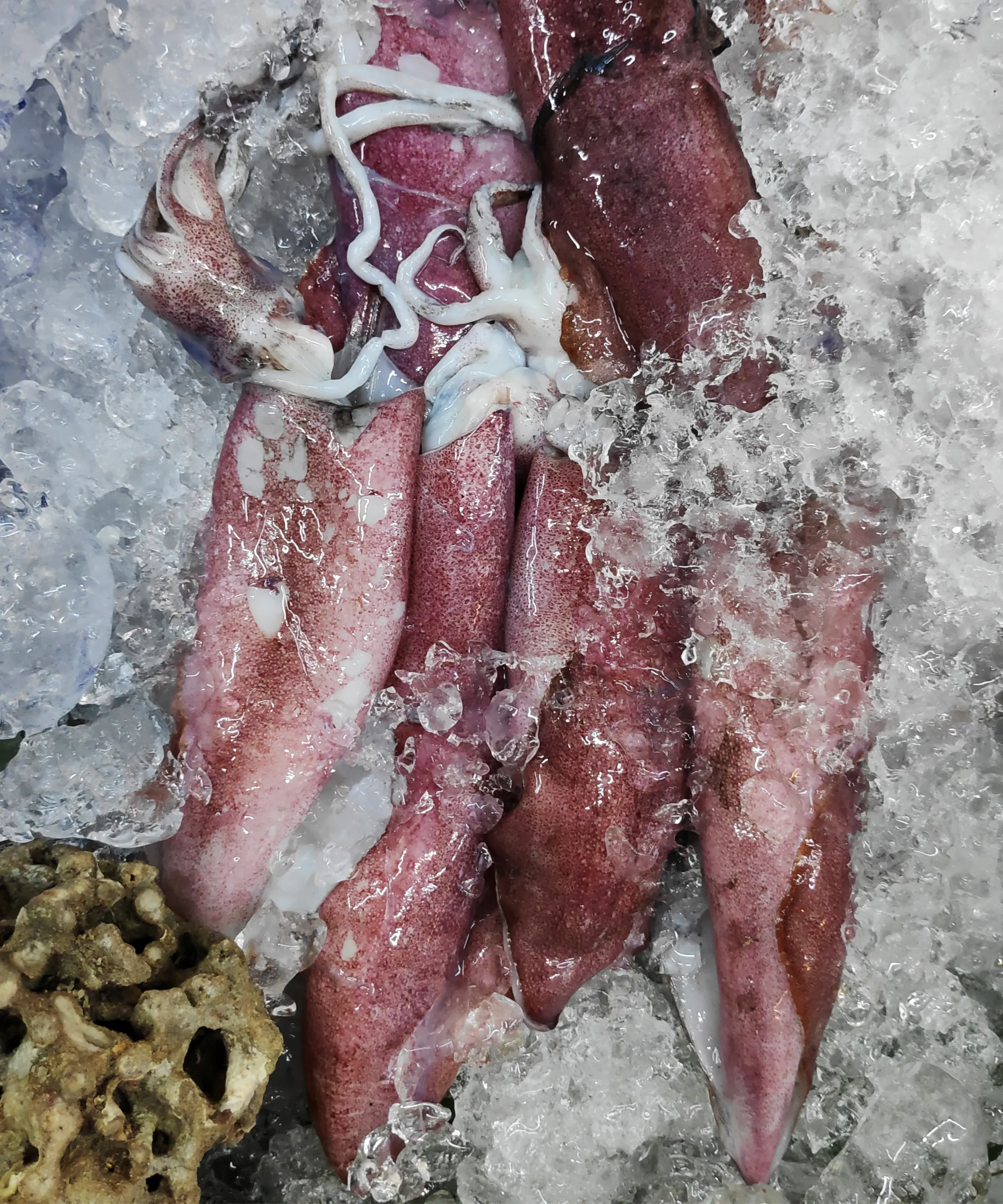 Whole Round Squid