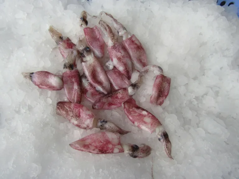 Baby Squid Boneless Ink-Off 3/6cm