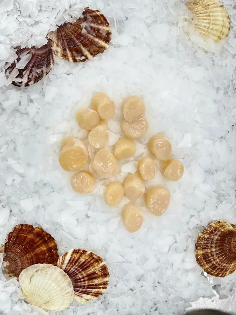 Scallop Meat