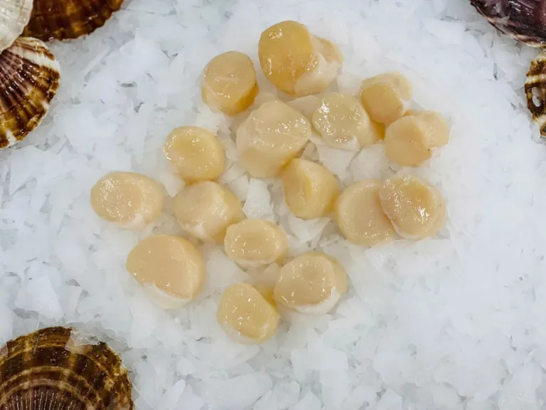 Scallop Meat