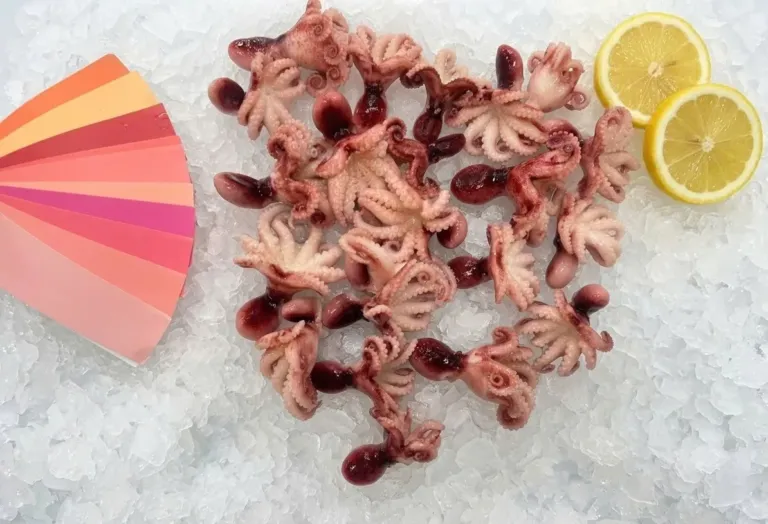 Boiled Whole Cleaned Short Leg Octopus